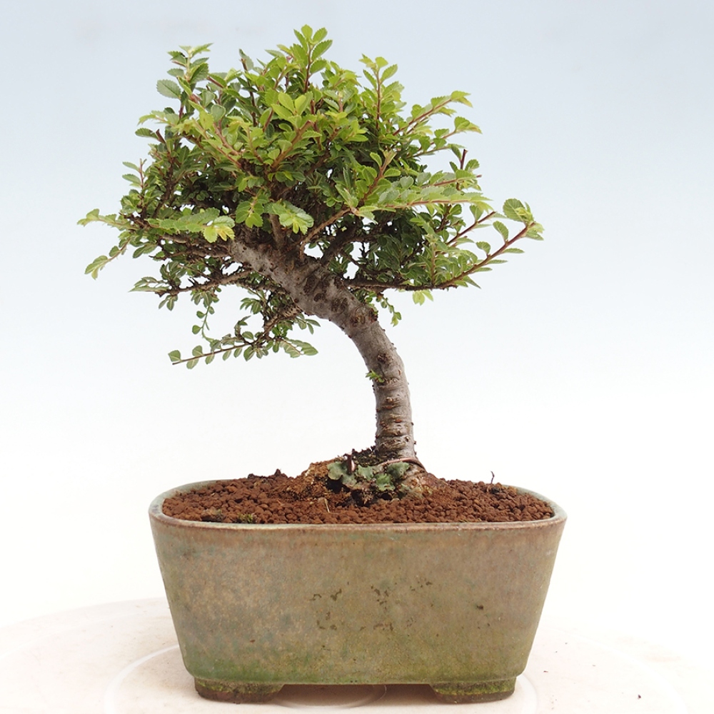 Venkovní bonsai - Ulmus parvifolia Sagei - Malolistý jilm