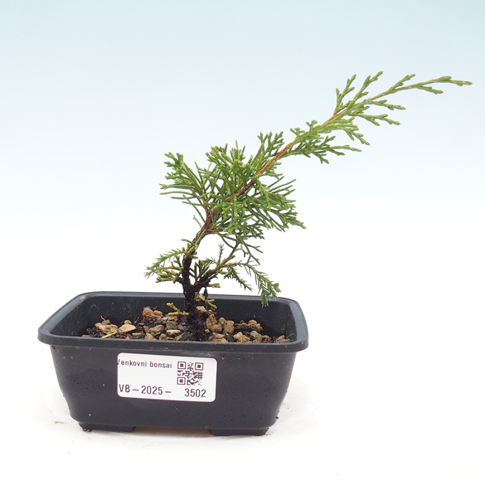 Venkovní bonsai - Juniperus chinensis Itoigawa -Jalovec čínský