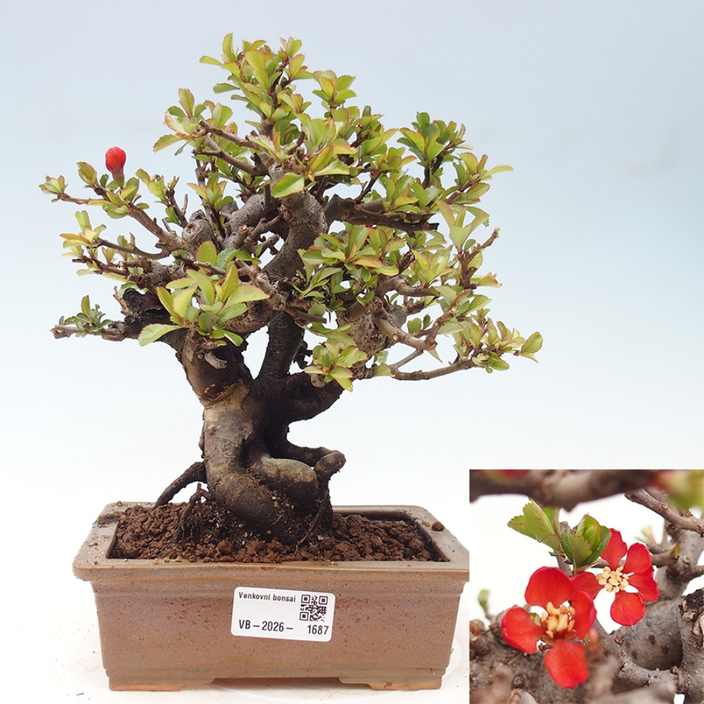 Venkovní  bonsai -  Chaneomeles speciosa - Kdoulovec ozdobný