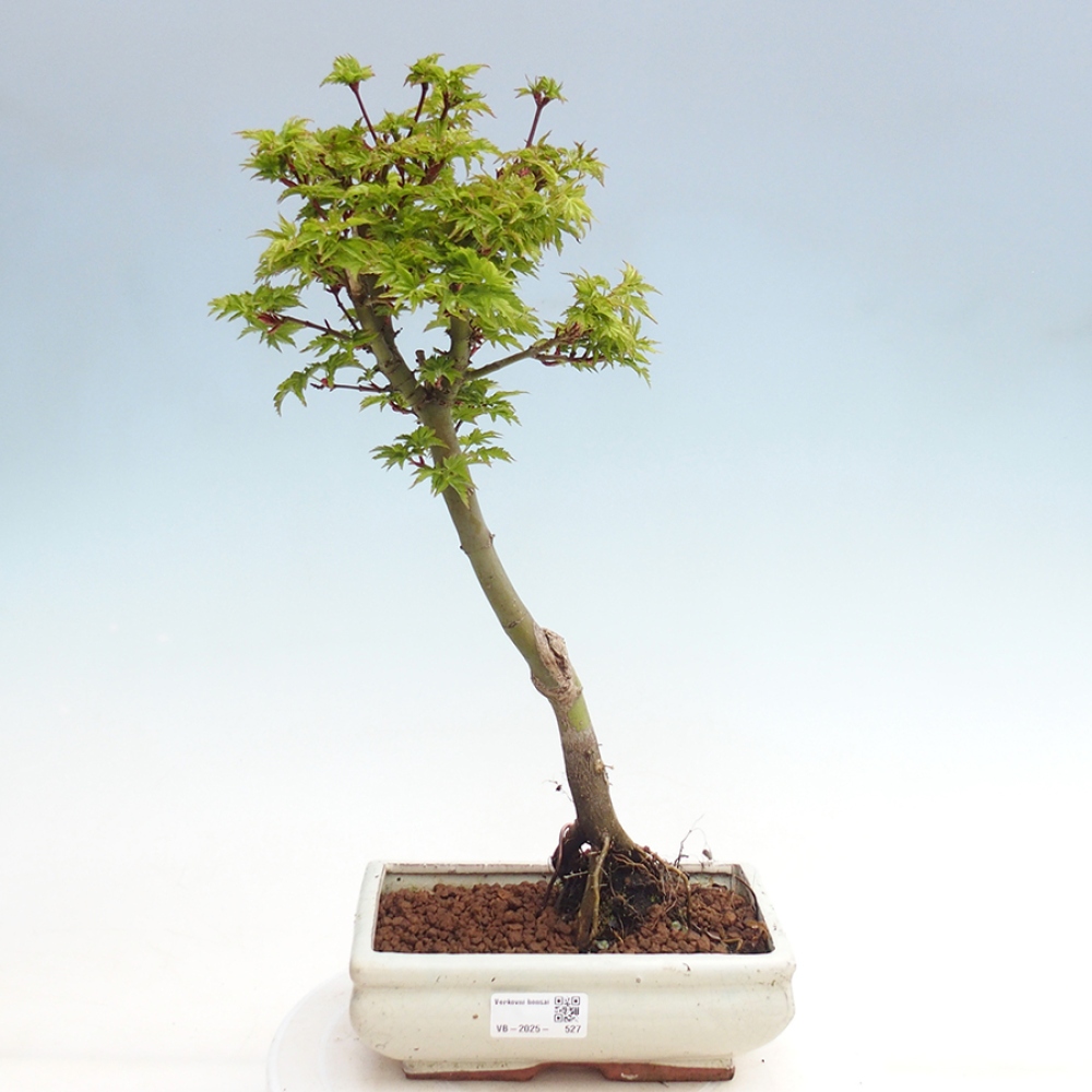 Venkovní bonsai -Javor dlanitolistý Acer palmatum Shishigashira