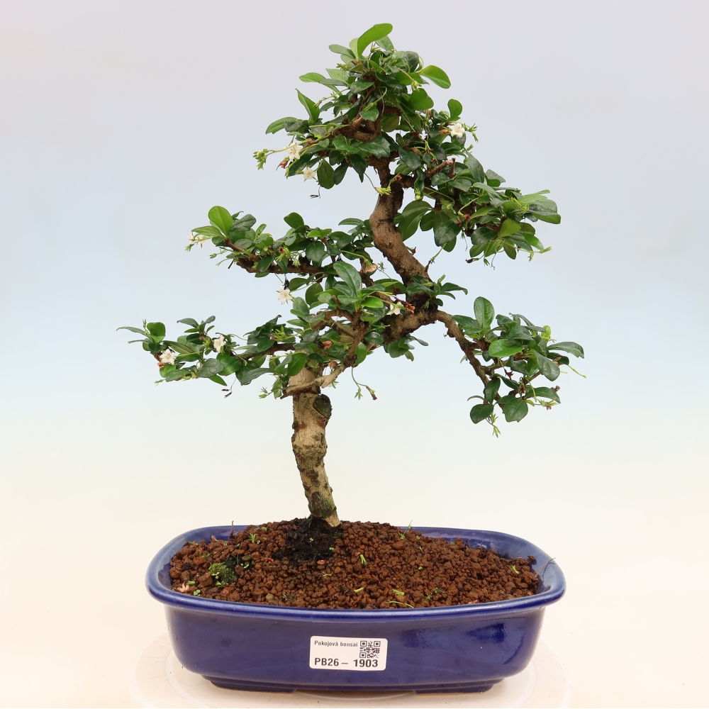 Pokojová bonsai - Carmona macrophylla - Čaj fuki