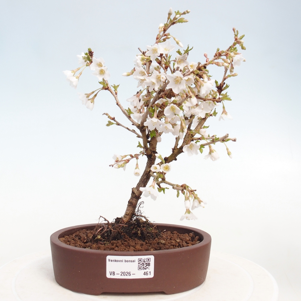Venkovní bonsai - Prunus incisa Kojou-no mai-Slivoň vyříznutá