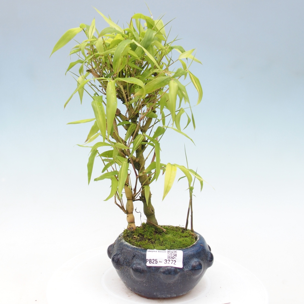 Pokojová bonsai - Bambus budha-Bambus budhovo břicho