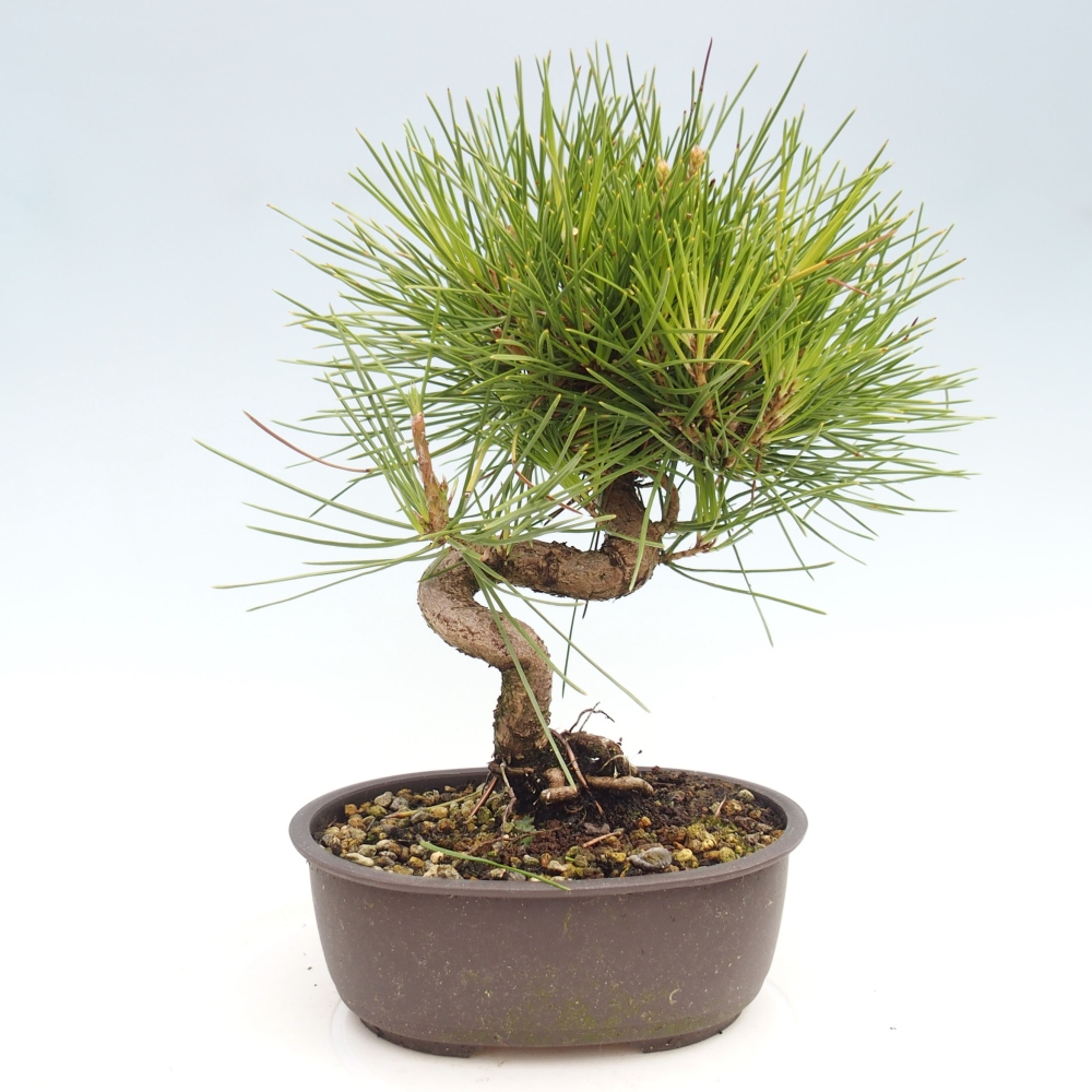 Venkovní bonsai - Pinus thunbergii - Borovice thunbergova