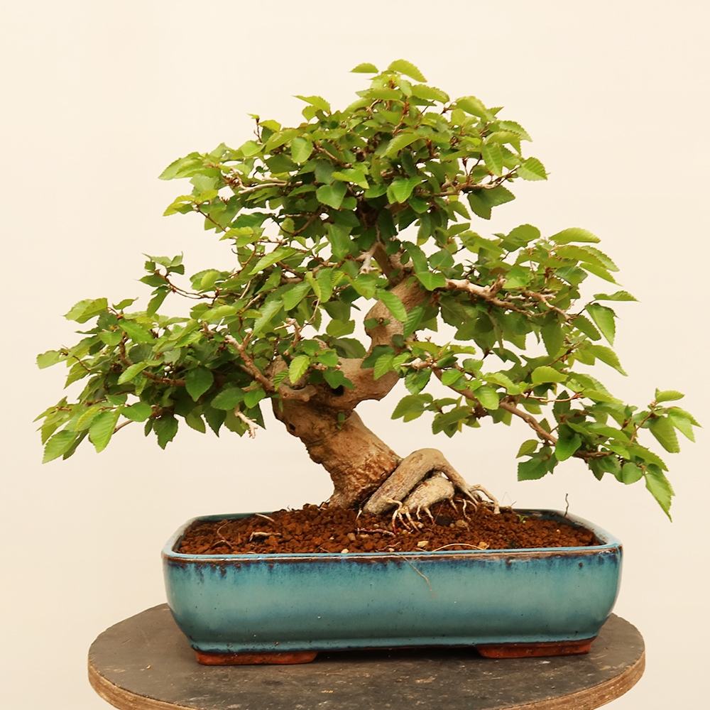 Venkovní bonsai -Carpinus Coreana - Habr korejský