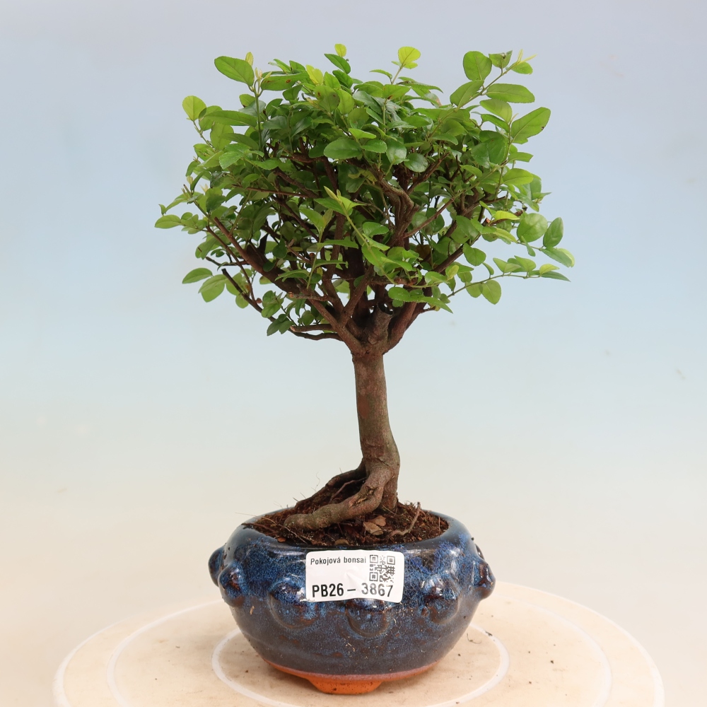 Pokojová bonsai - Sagerécie thea - Sagerécie thea