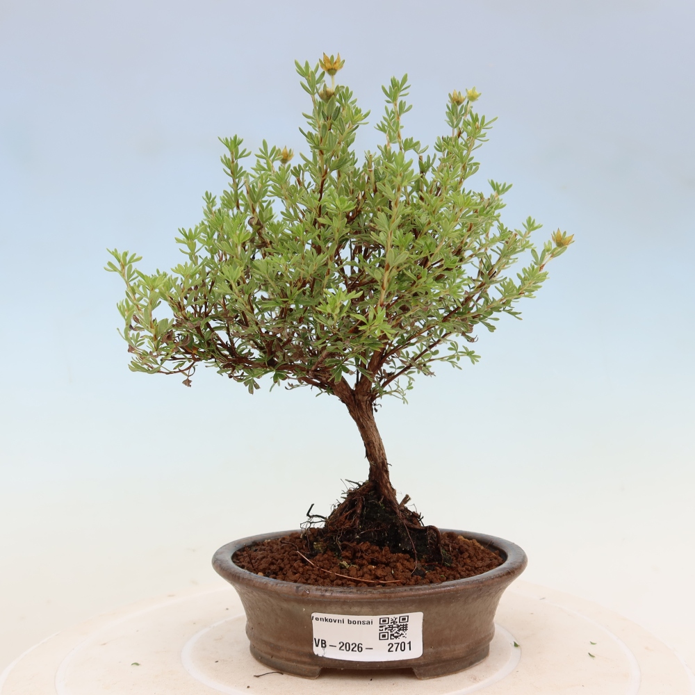 Venkovní bonsai-Mochna křovitá - potentila fruticosa Goldkissen