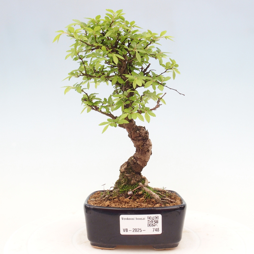 Venkovní bonsai - Zelkova - Zelkova NIRE
