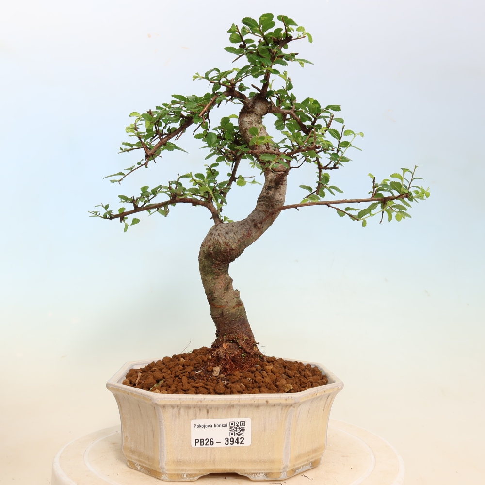 Pokojová bonsai - Ulmus parvifolia - Malolistý jilm