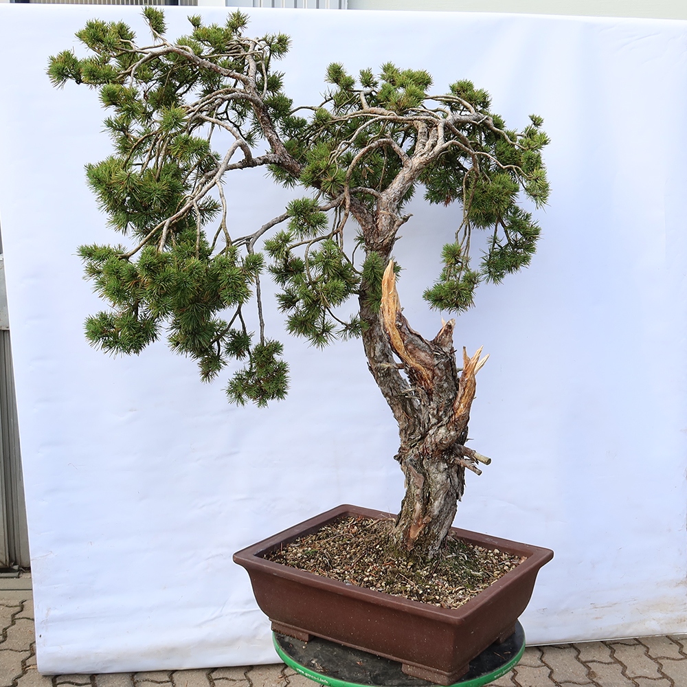 Pinus sylvestris Španělsko - borovice lesní