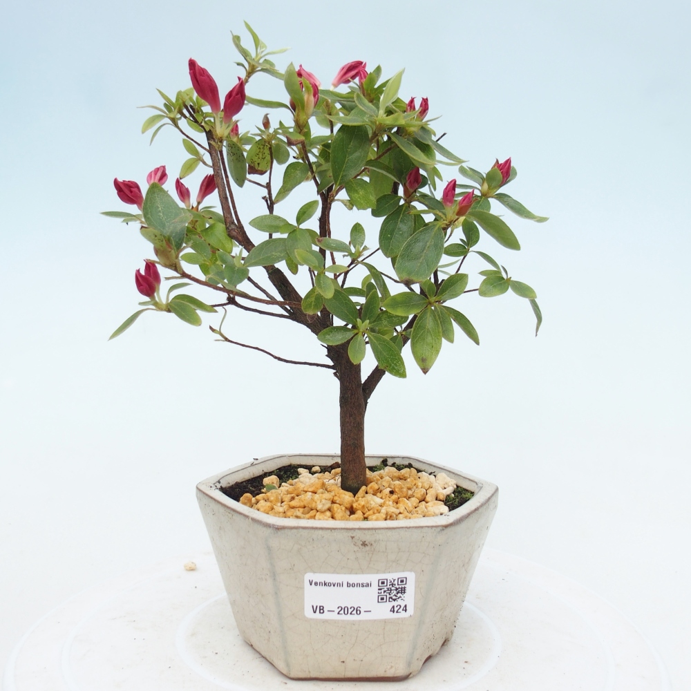 Venkovní bonsai - Japonská azalka - Azalea sp.