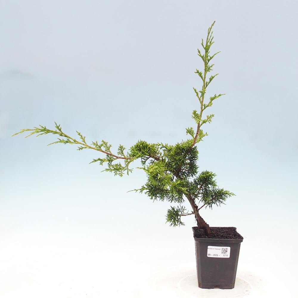 Venkovní bonsai - Juniperus chinensis Itoigawa -Jalovec čínský