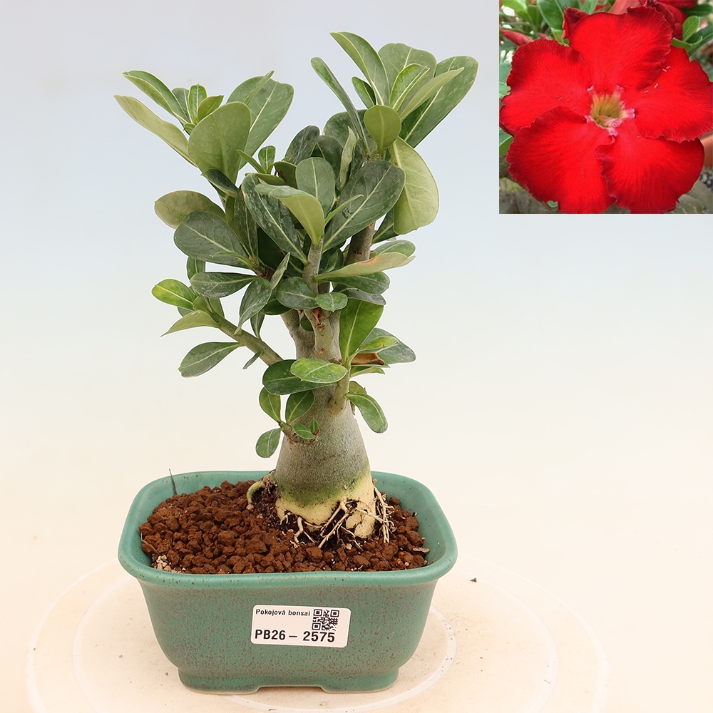Pokojová bonsai - Adenium obesum Red Star - Pouštní růže