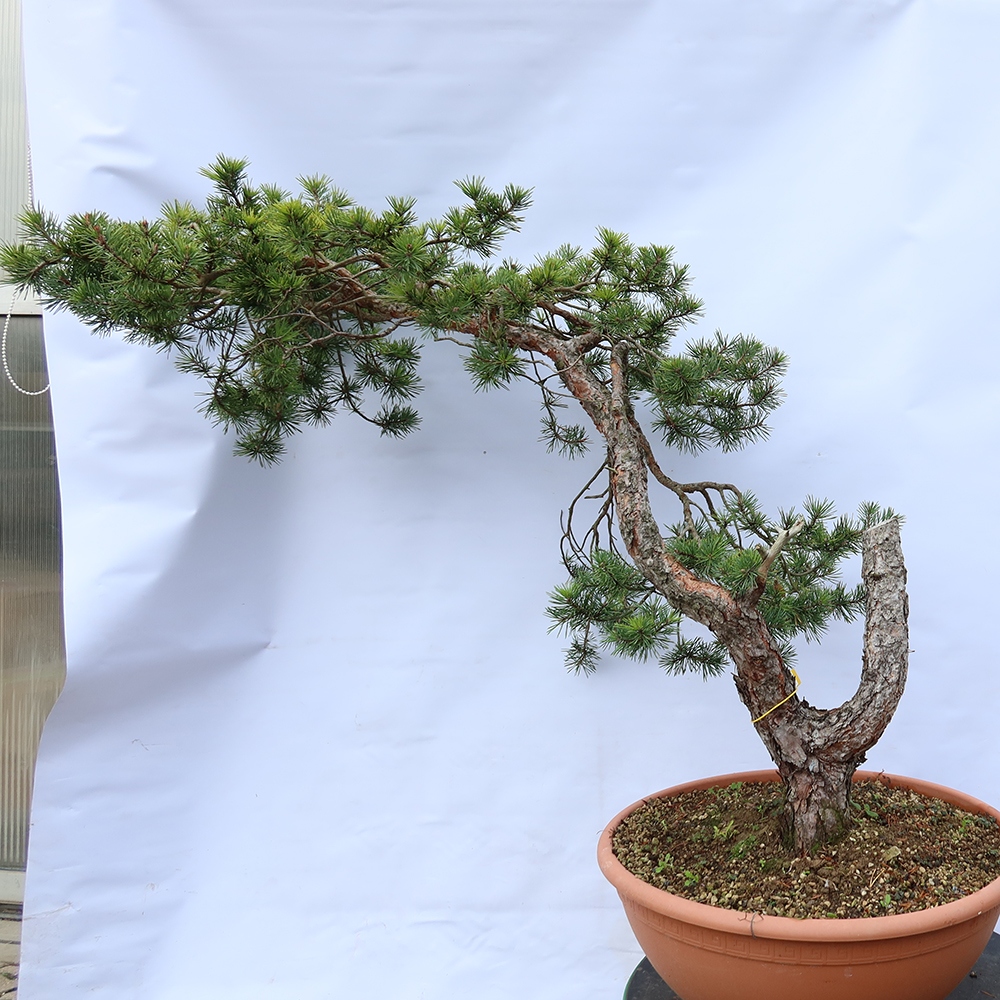 Pinus sylvestris Španělsko - borovice lesní