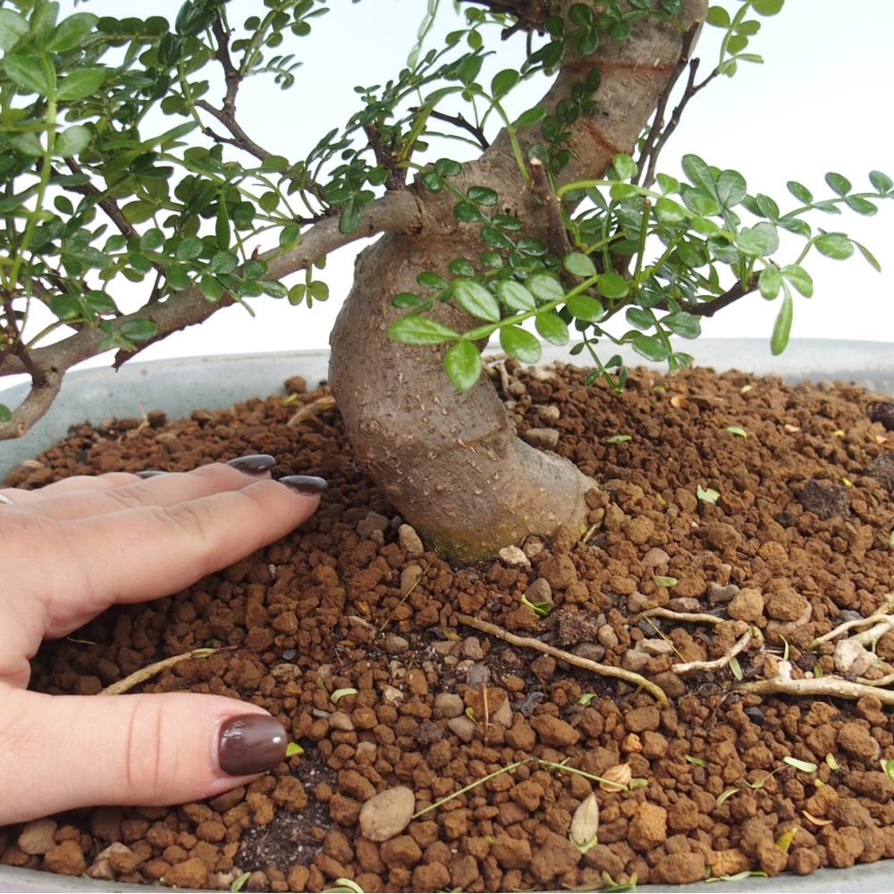 Pokojová bonsai - Zantoxylum piperitum - pepřovník