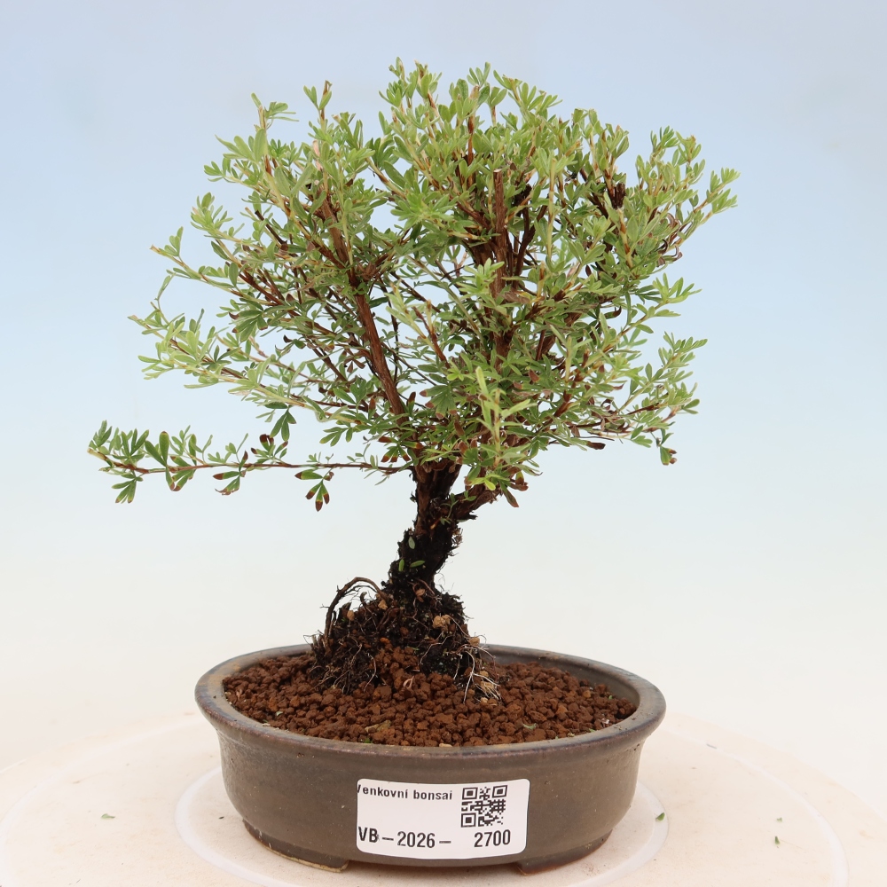 Venkovní bonsai-Mochna křovitá - potentila fruticosa Goldkissen