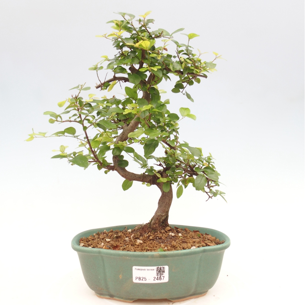 Pokojová bonsai - Sagerécie thea - Sagerécie thea