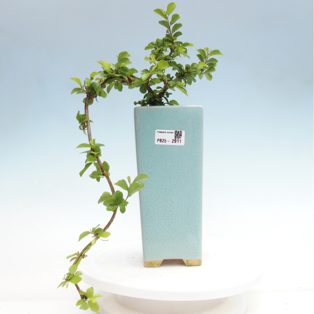 Pokojová bonsai - Grewia occidentalis - Hvězdice levandulová