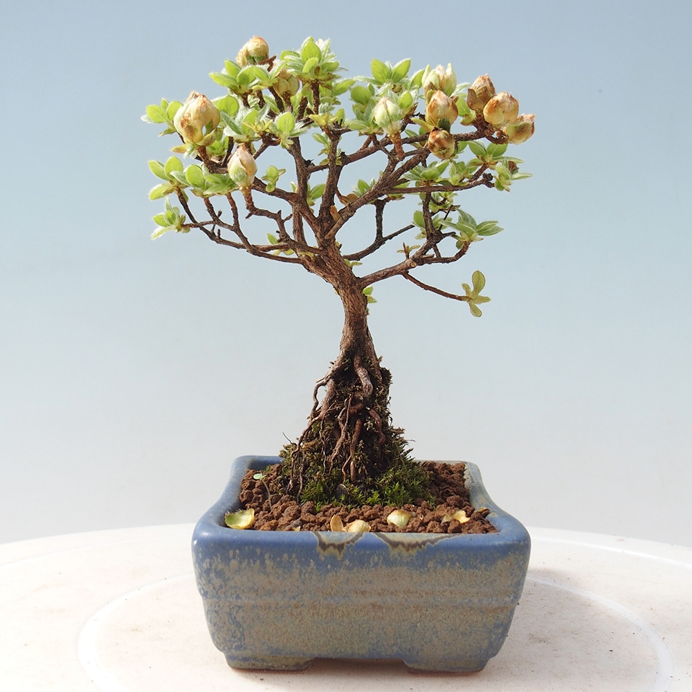 Venkovní bonsai - Rhododendron indicum - Japonská azalka