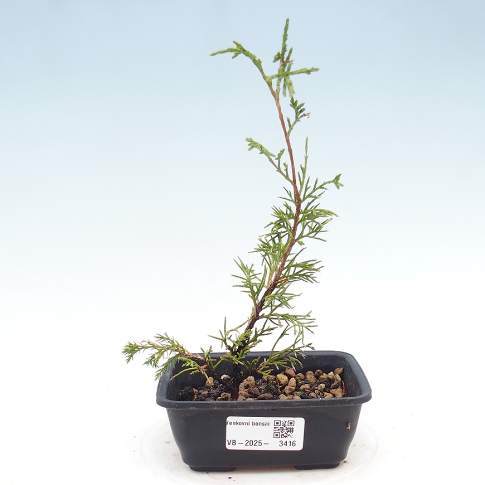 Venkovní bonsai - Juniperus chinensis Itoigawa -Jalovec čínský