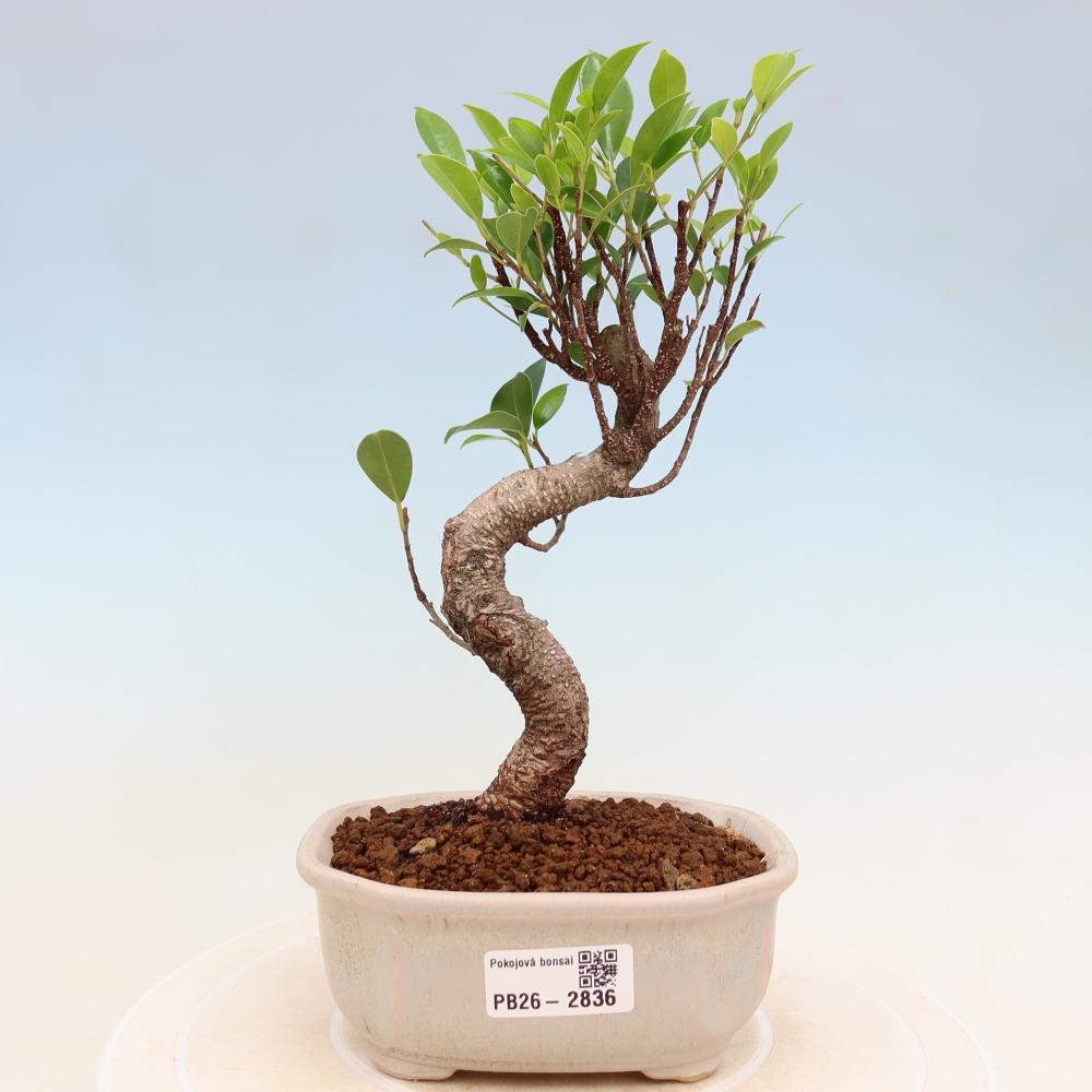 Pokojová bonsai - Ficus kimmen -  malolistý fíkus