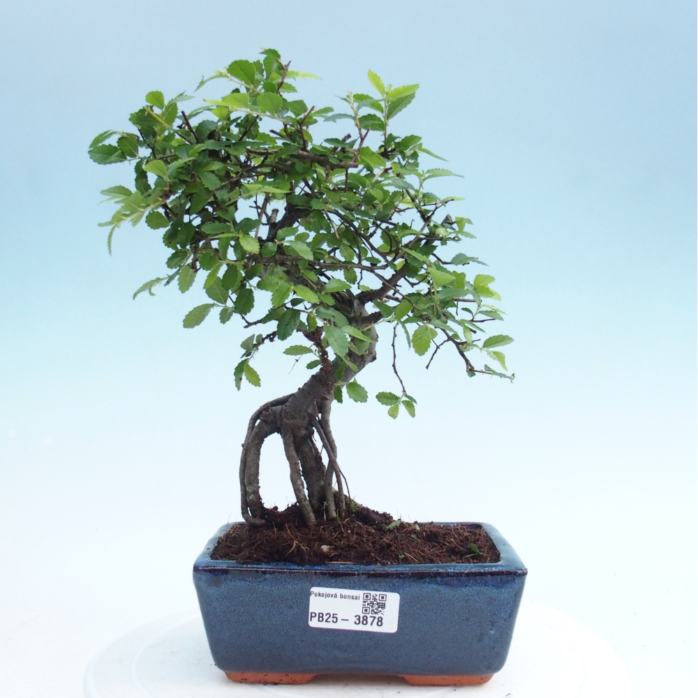 Pokojová bonsai - Ulmus parvifolia - Malolistý jilm