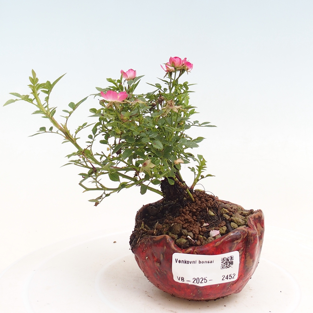 Venkovní bonsai - Rosa Cutie Pie - Růže 