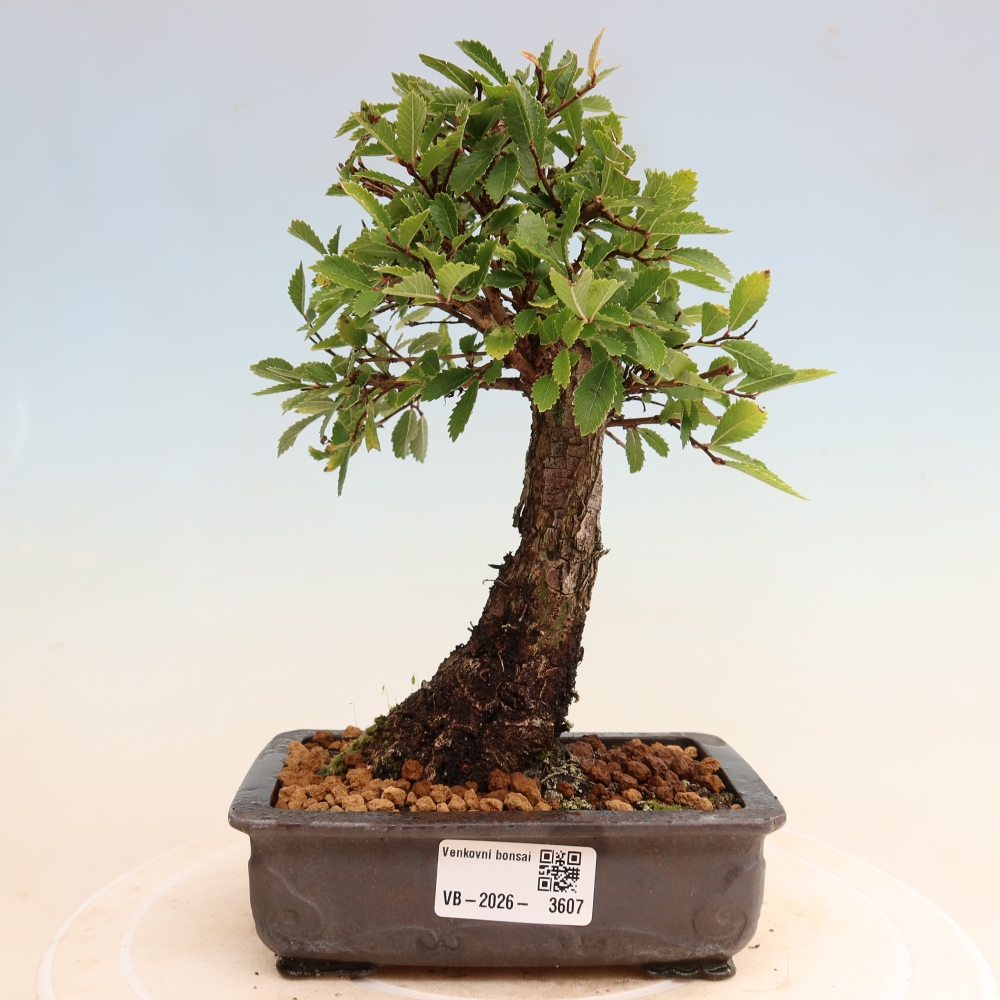 Venkovní bonsai - Zelkova - Zelkova NIRE
