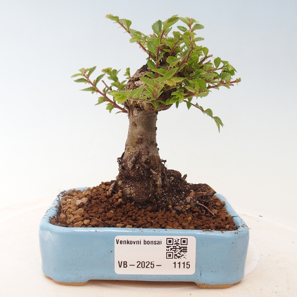 Venkovní bonsai - Ulmus parvifolia Sagei - Malolistý jilm