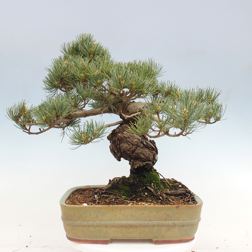 Venkovní bonsai - Pinus parviflora - Borovice drobnokvětá