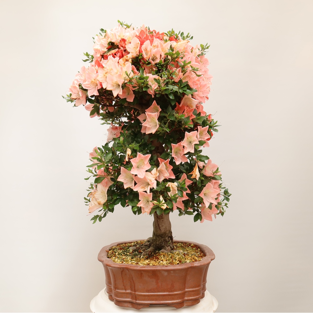 Venkovní bonsai - Japonská azalka - Azalea Sansai