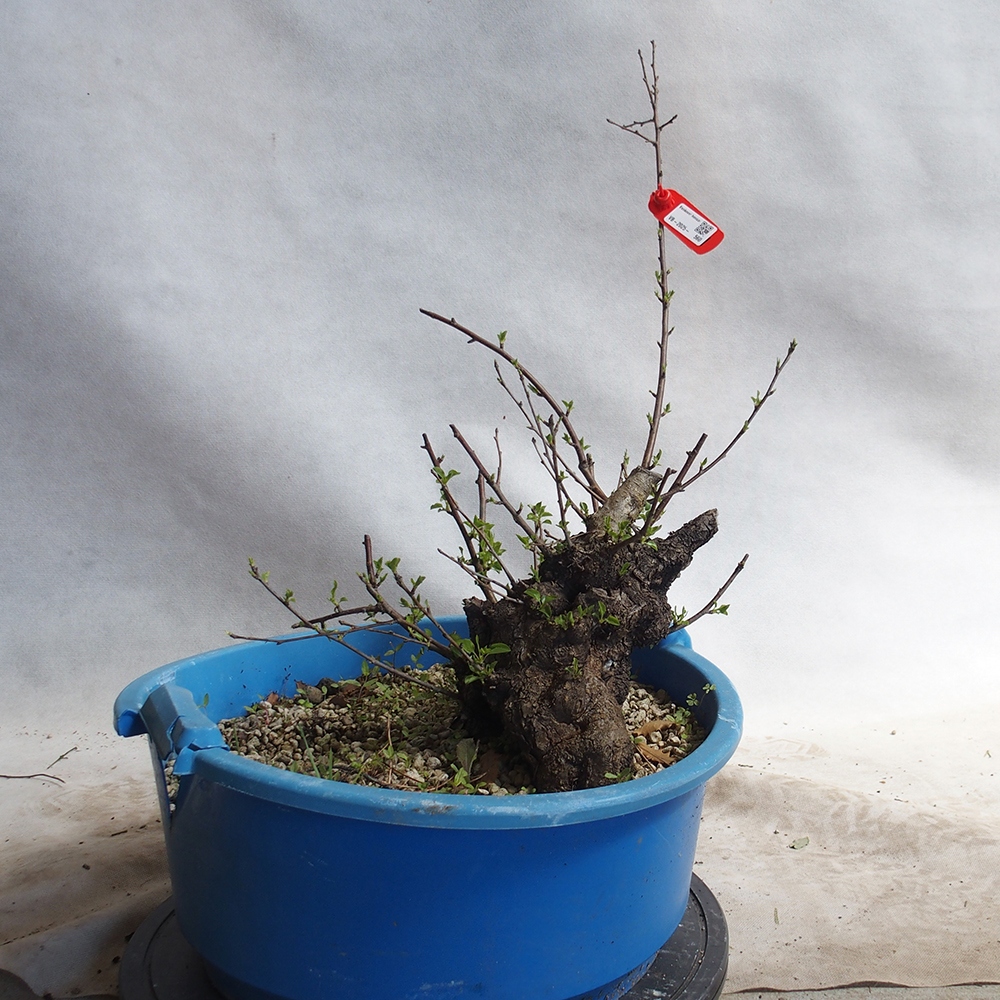 Venkovní bonsai -Mahalebka - Prunus mahaleb