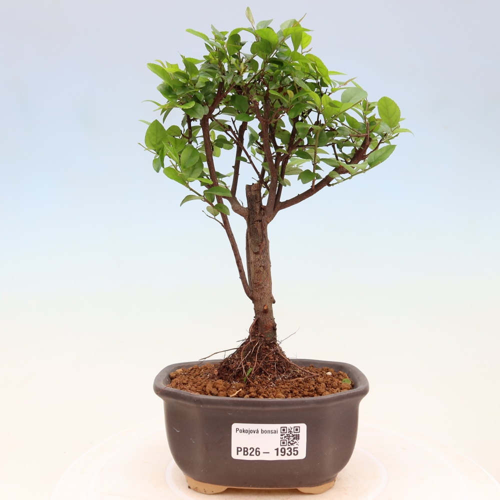 Pokojová bonsai - Sagerécie thea - Sagerécie thea
