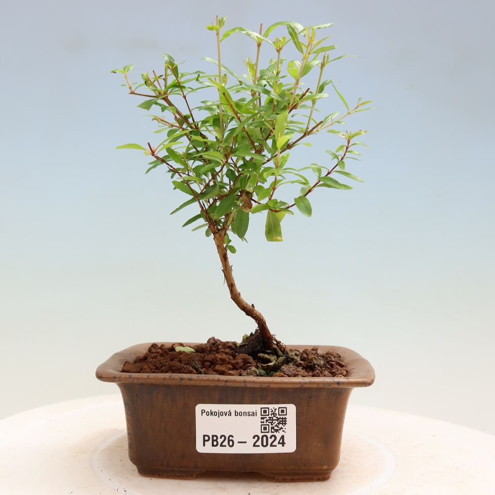 Pokojová bonsai-PUNICA granatum nana-Granátové jablko