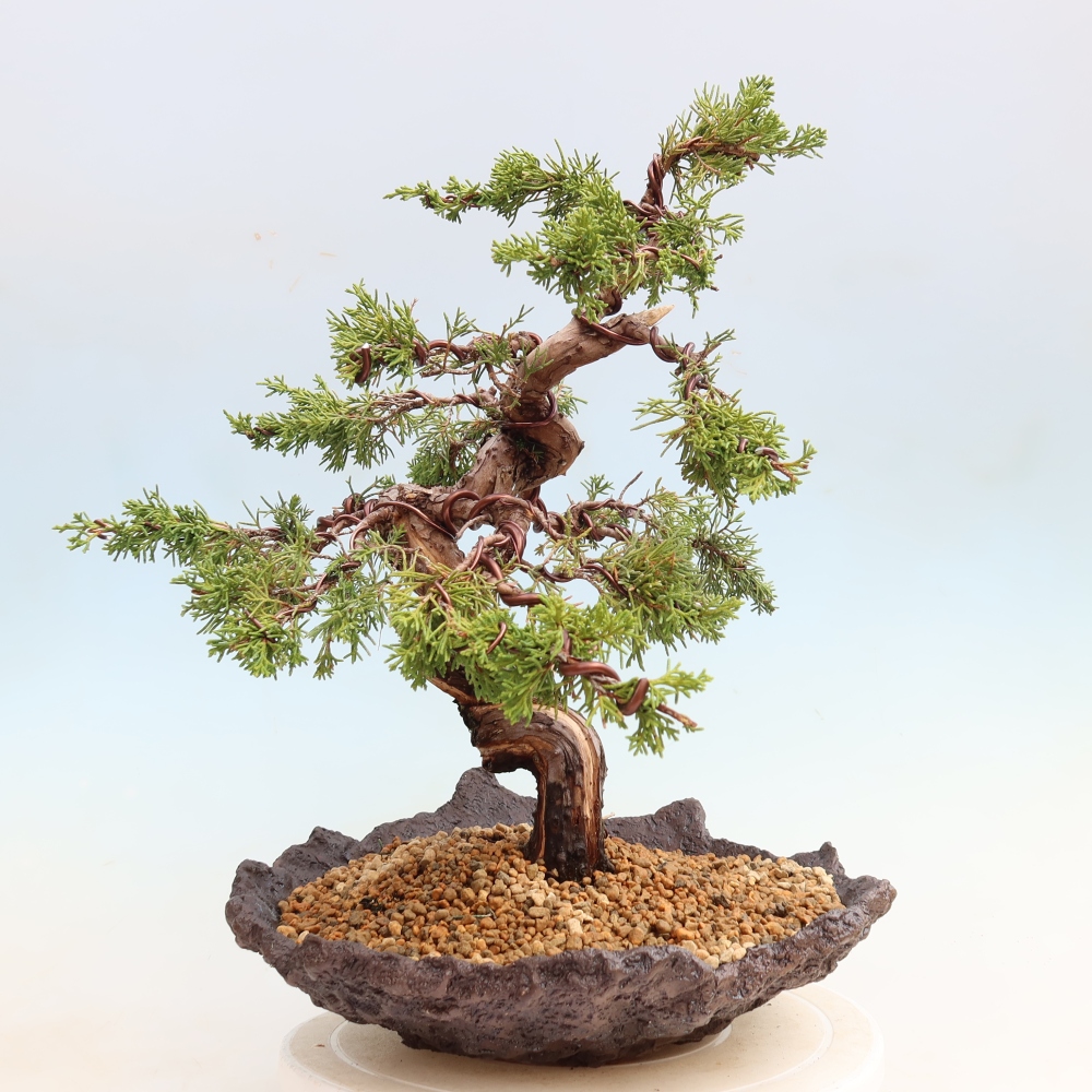 Venkovní bonsai - Juniperus chinensis Itoigawa-Jalovec čínský