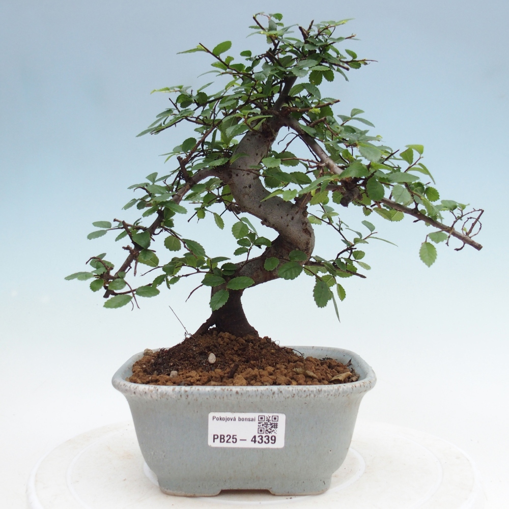 Pokojová bonsai - Ulmus parvifolia - Malolistý jilm