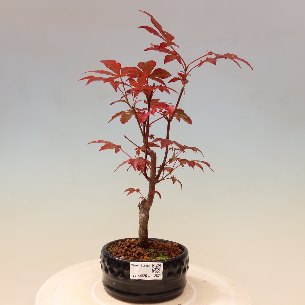 Venkovní bonsai - Acer palm. Atropurpureum-Javor dlanitolistý
