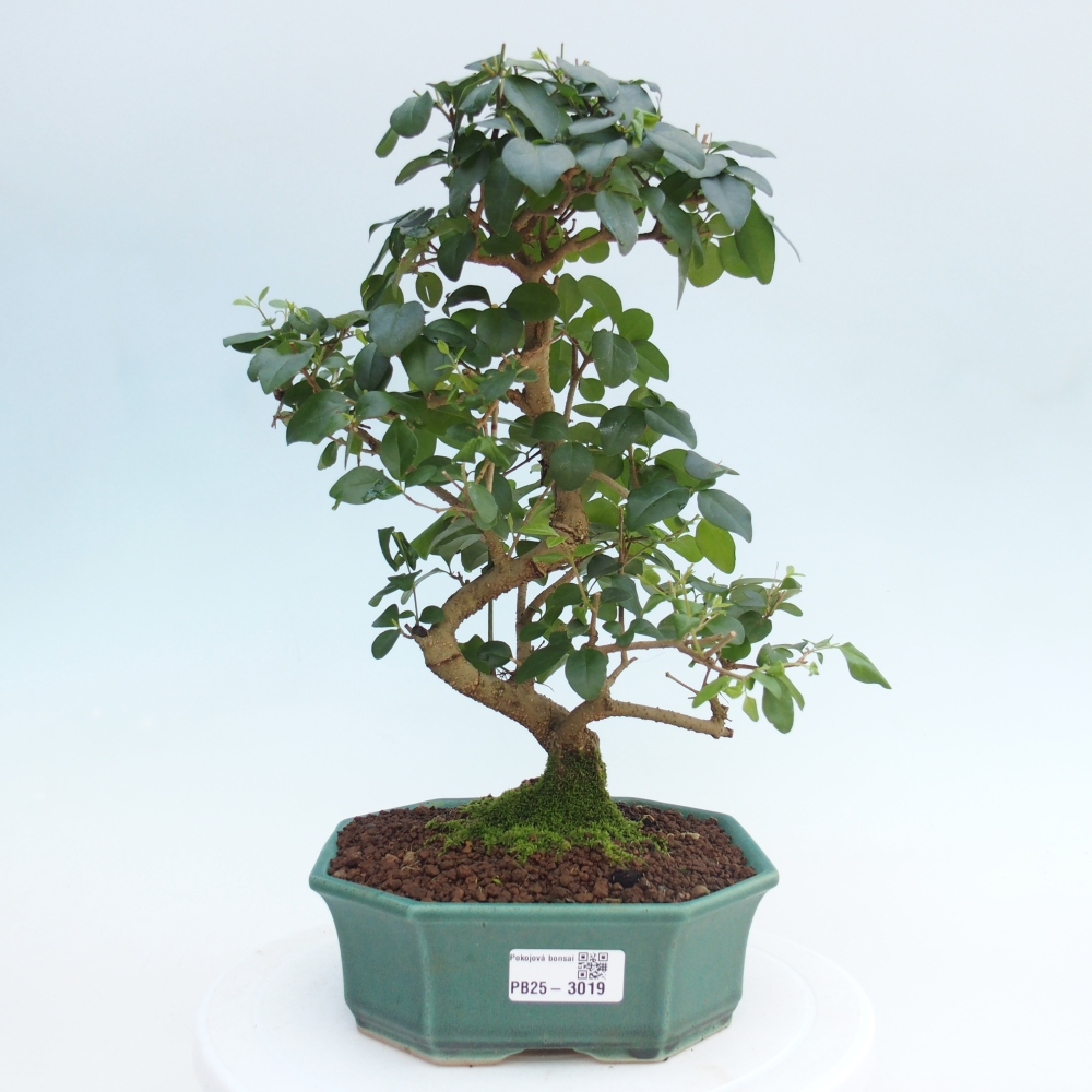 Pokojová bonsai -Ligustrum chinensis - Ptačí zob