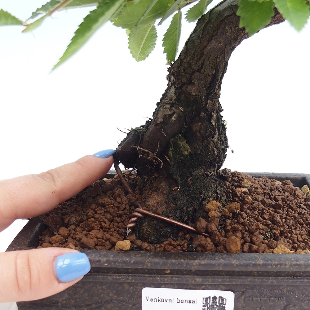 Venkovní bonsai - Zelkova - Zelkova NIRE