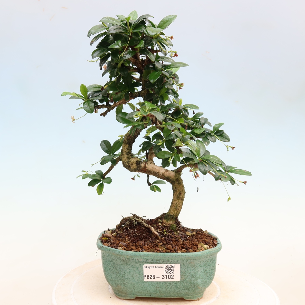 Pokojová bonsai - Carmona macrophylla - Čaj fuki