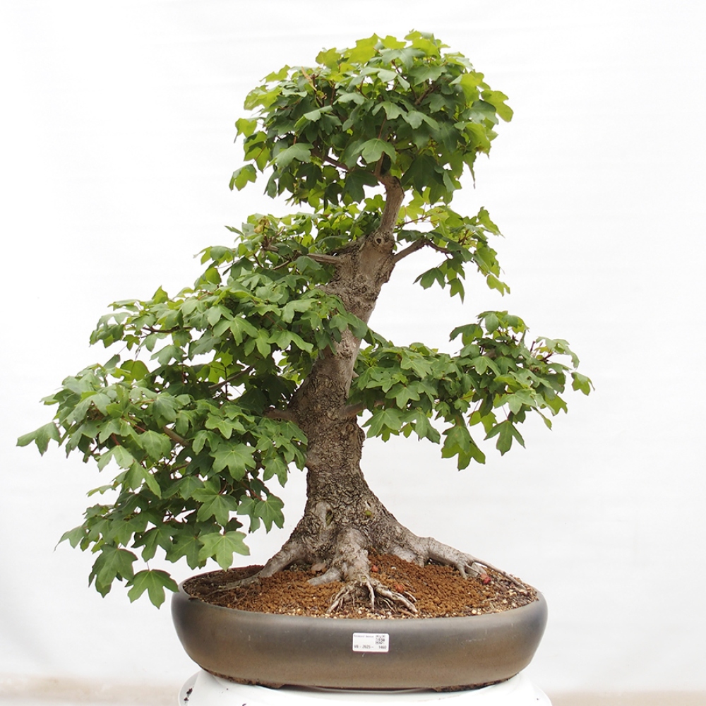 Venkovní bonsai -Javor babyka - Acer campestre