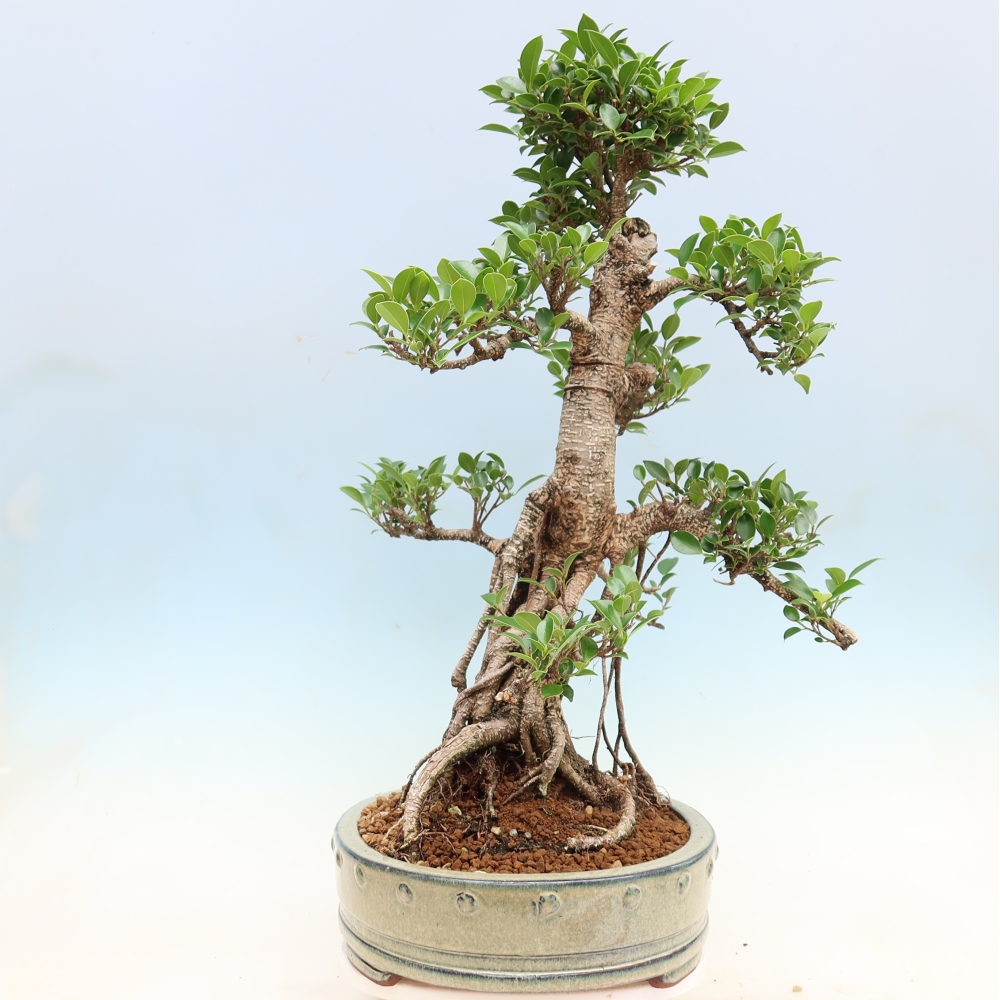 Pokojová bonsai - Ficus kimmen -  malolistý fíkus
