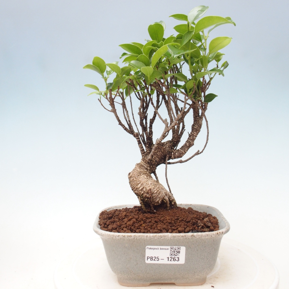 Pokojová bonsai - Ficus retusa -  malolistý fíkus