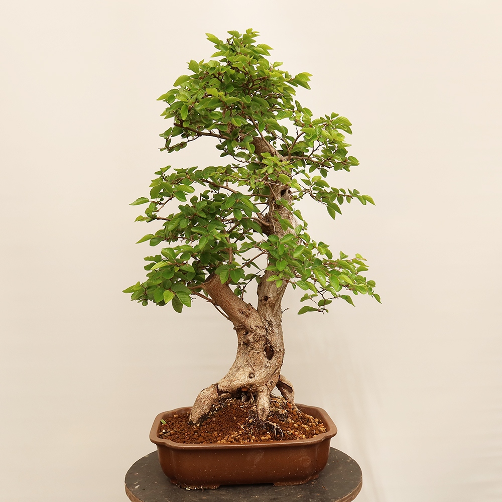 Venkovní bonsai -Carpinus Coreana - Habr korejský