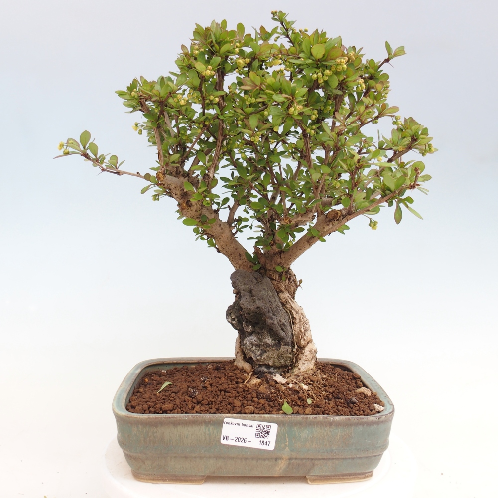 Venkovní bonsai - Berberis coreana - Dřištál korejský