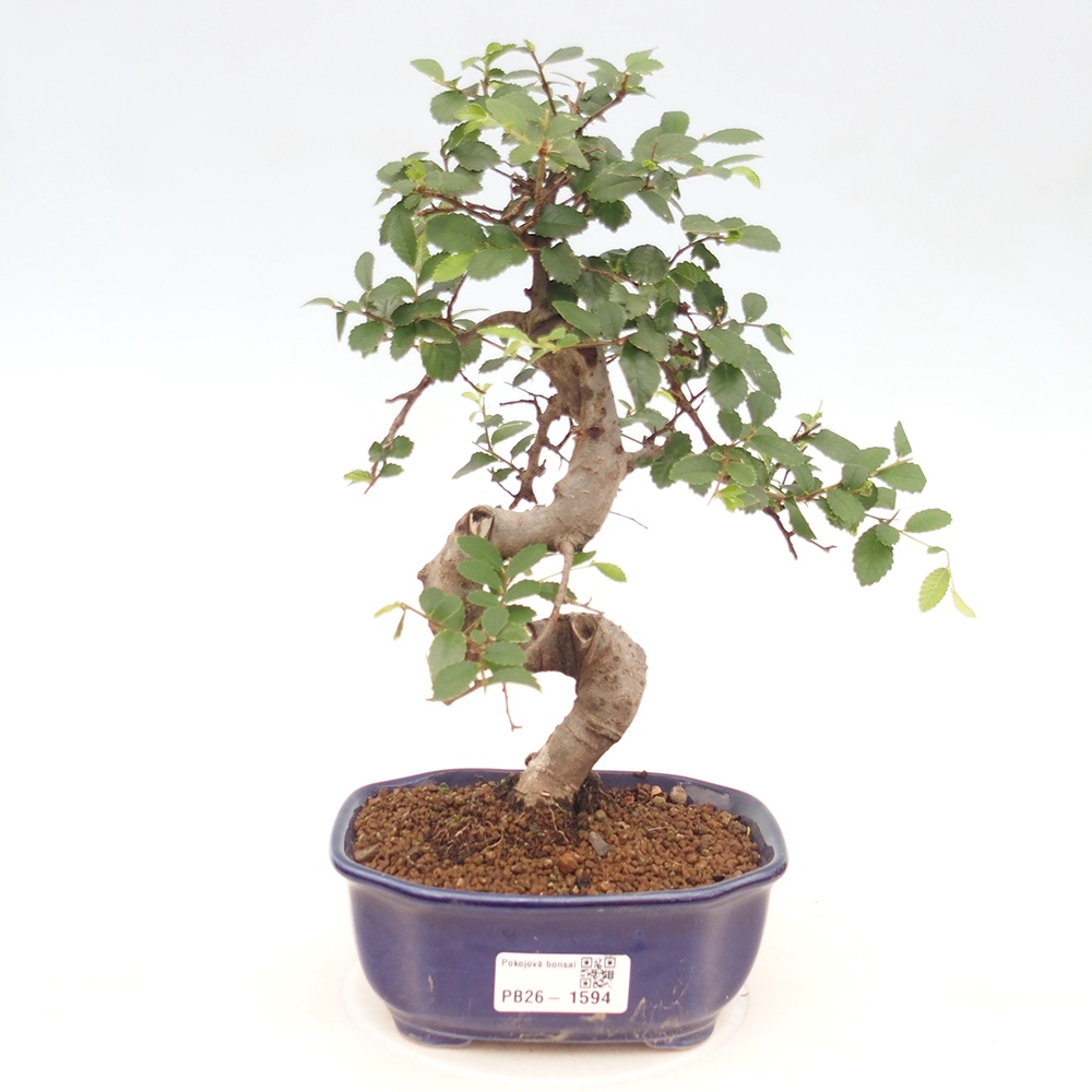 Pokojová bonsai - Ulmus parvifolia - Malolistý jilm