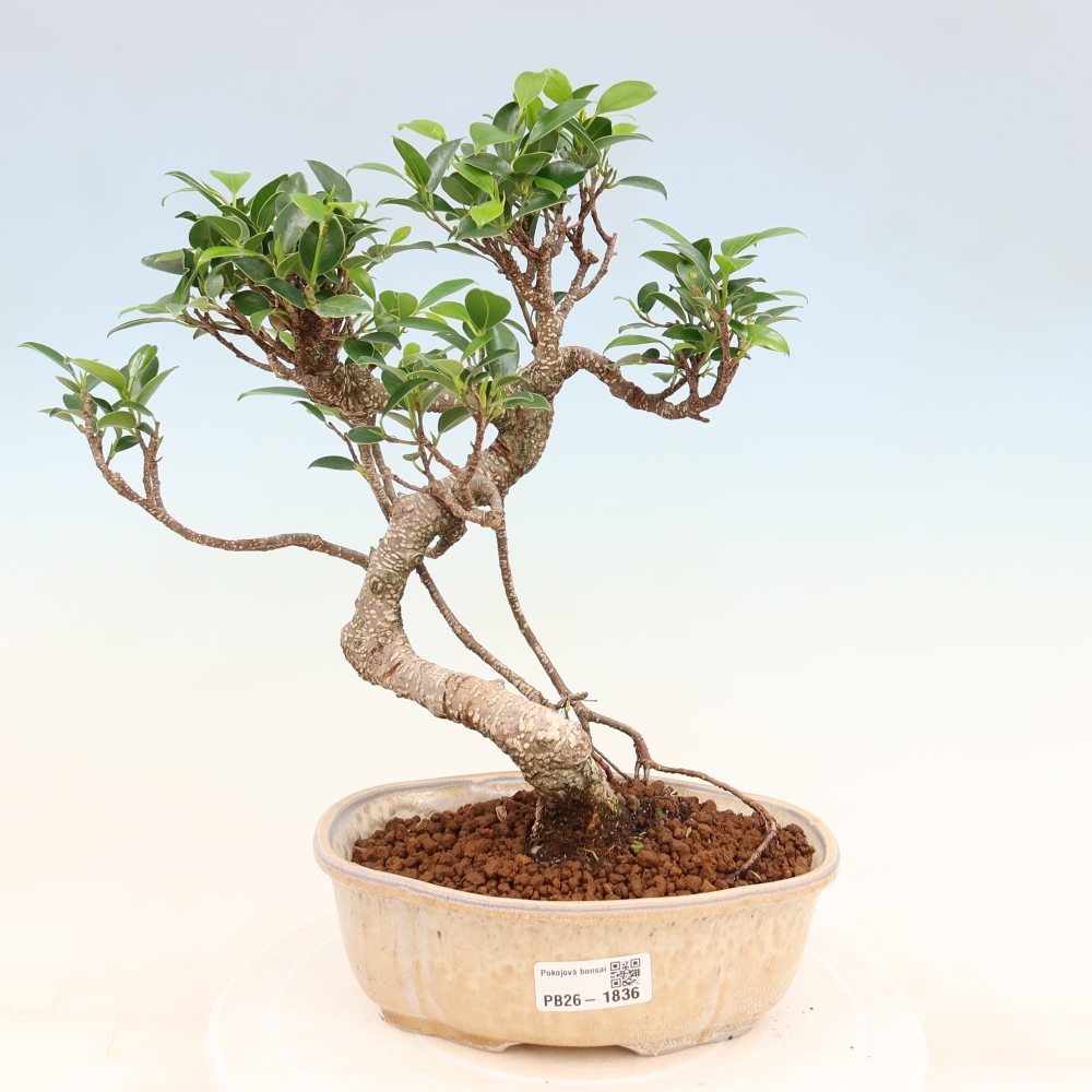 Pokojová bonsai - Ficus retusa -  malolistý fíkus