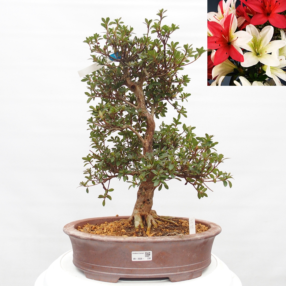Venkovní bonsai - Japonská azalka - Azalea Hanatsuzuri