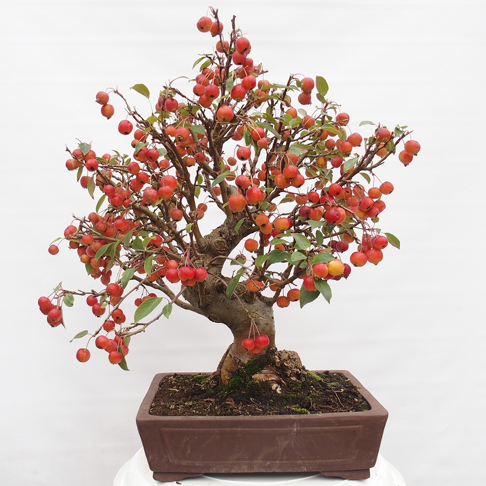 Venkovní bonsai -Malus halliana - Maloplodá jabloň