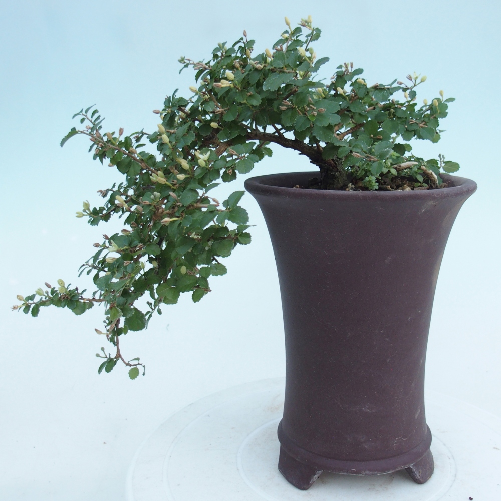 Pokojová bonsai - Grewia sp. - Grewie malolistá